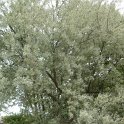Elaeagnus angustifolia